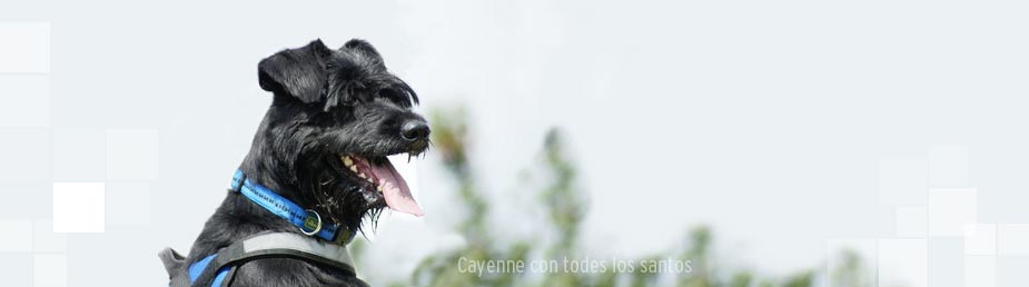 Cayenne con todos los santos